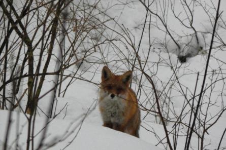 Otrdien austrumos gaidāms sniegs, pārējā Latvijā - bez būtiskiem nokrišņiem