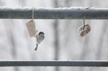 Novembra vidū gaisa temperatūra Latvijā pazeminājusies par 15 grādiem