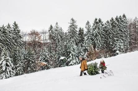 Arī šogad valsts mežos katra ģimene drīkst cirst eglīti Ziemassvētkiem