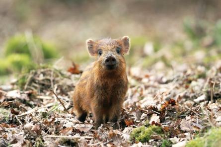 Āfrikas cūku mēris pagājušajā nedēļā konstatēts 35 mežacūkām