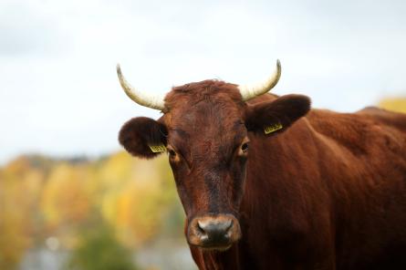 Liellopu gaļas cena oktobrī palielinājusies par 1,5%