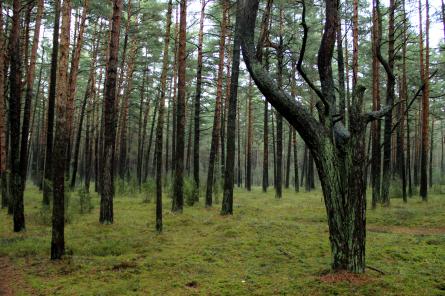 Pirmdien Latvijā nav gaidāmi lieli nokrišņi