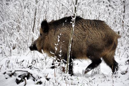 Āfrikas cūku mēris pagājušajā nedēļā Latvijā konstatēts deviņām mežacūkām