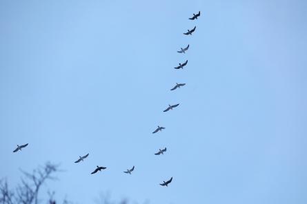 Meteoroloģiskais pavasaris iestājies arī galvaspilsētā