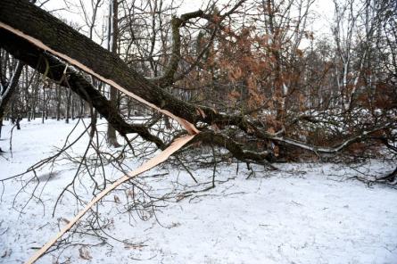 Līdz vakaram VUGD saņēmis astoņus izsaukumus par vēja nogāztiem kokiem un zariem