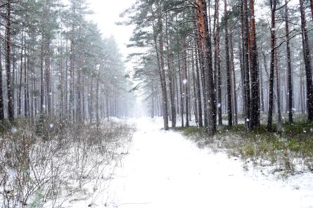 Vēl ziema!? Rītdien Latvijā stiprs snigs - Latgalē puteņos