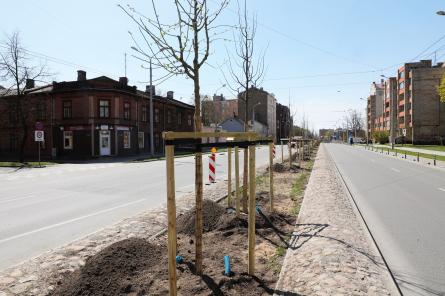 Rīgā stādīs 1000 kokus, būvēs bērnu laukumu un palielinās tualešu skaitu