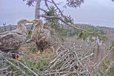 Jūras ērgļu ligzdā Durbē šovakar izšķīlies pirmais cālis (+VIDEO)