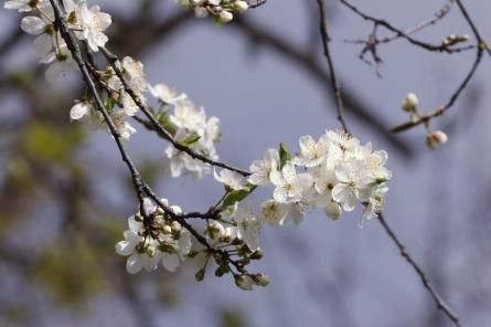 Ceturtdien starp mākoņiem spīdēs saule