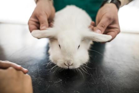 Latvijā notiks Ziemeļvalstu veterināro neirologu konference