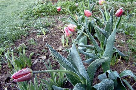 Salna pavasarī... Septiņās novērojumu stacijās pārspēts 5.maija aukstuma rekords