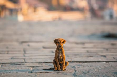 Vīrietis Vidzemē ar nūju nositis suni, sods - kārtējo reizi nenopietns