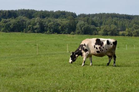 Sāk noganīt dabiskās pļavas Vakarbuļļos