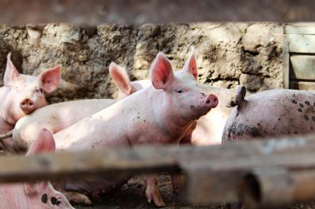 Konstatēts šogad pirmais Āfrikas cūku mēra gadījums mājas cūkām