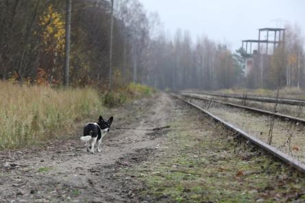 Ministrija: Latvijas dzelzceļa infrastruktūrā ir redzami būtiski trūkumi