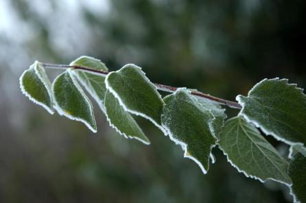 Nākamajā naktī Latvijā gaidāma pirmā rudens salna