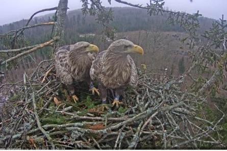 Jūras ērgļiem Durbē klājas labi (+VIDEO)