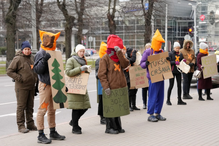 Pie Ministru kabineta protestē pret veco mežu izciršanu