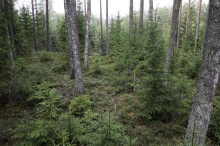 Nākamā gada sākums būs ļoti smags visai meža nozarei