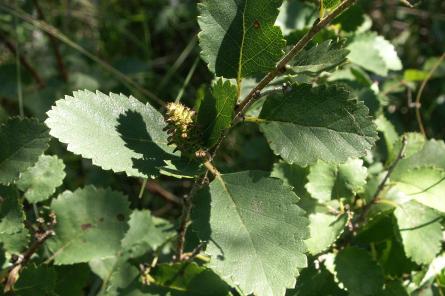 Betula humilis: ikviens var atļauties šo bērzu savā īpašumā (+VIDEO)