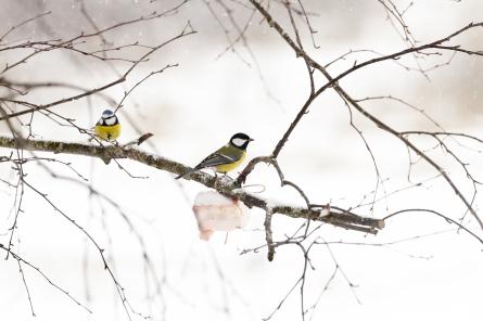 Februārī, visticamāk, atgriezīsies aukstāks laiks