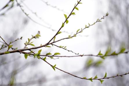 Zaļajā ceturtdienā Latvijā gaisa temperatūra sasniegs +17 grādus