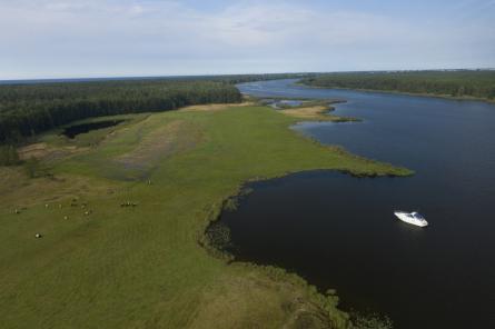 Vakarbuļļu pļavas kļūst par unikālu dabas liegumu Rīgā (+VIDEO)