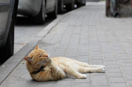 Veterinārārsti: kaķu reģistrācija norit ļoti aktīvi