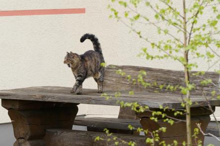 Nākamnedēļ gaisa temperatūra Latvijā var pakāpties virs +20 grādiem