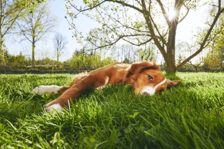 Šodien Latvijā gaisa temperatūra būs +16…+21 grādu robežās