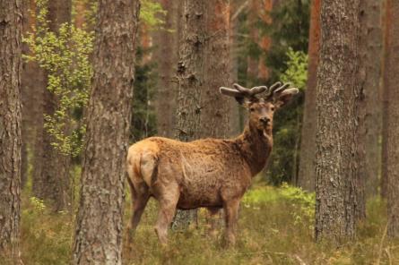 Labvēlīgie laika apstākļi šajā pavasarī ļāvuši atjaunot Latvijas mežus (+VIDEO)