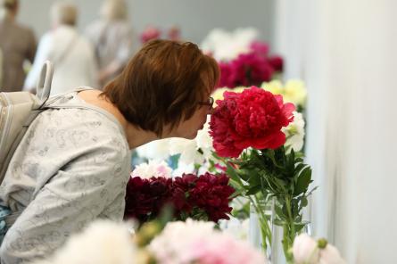 Tas ir skaisti: Peonijas Dabas muzejā (+FOTO)