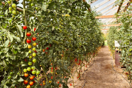 Jūlijs ir tomātu mēnesis, Āgenskalna tirgū notiks garšas meistarklase (+VIDEO)