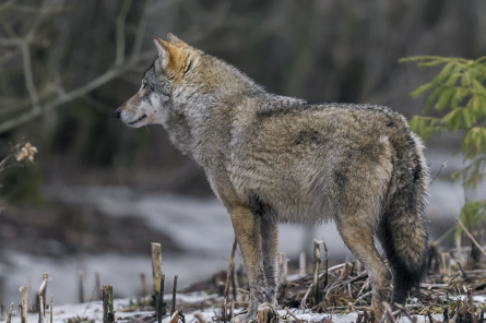 Vilki šogad Latvijā nogalinājuši 335 mājdzīvniekus (+VIDEO)