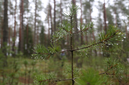 Svētdien valsts lielākajā daļā gaidāms lietus