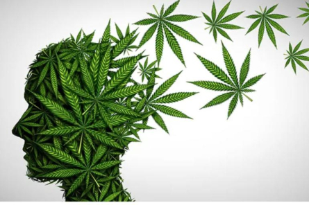 Latvijas valdībā apspriedīs daļēju marihuānas legalizāciju