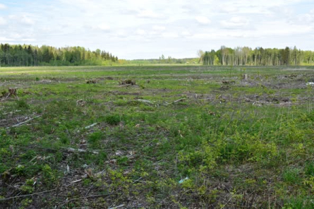 Mākslīgais intelekts no nākamā gada pārrēķinās Latvijas mežus (+VIDEO)