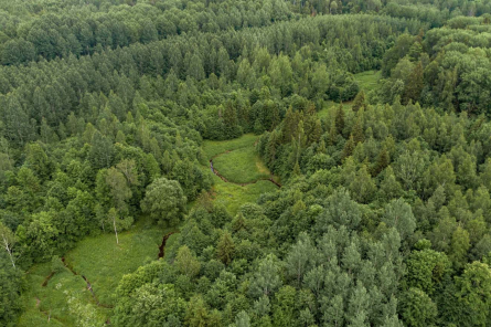 Ėksperts: skaidri iezīmējas kopējs meža tirgus aktivitātes kritums (+VIDEO)
