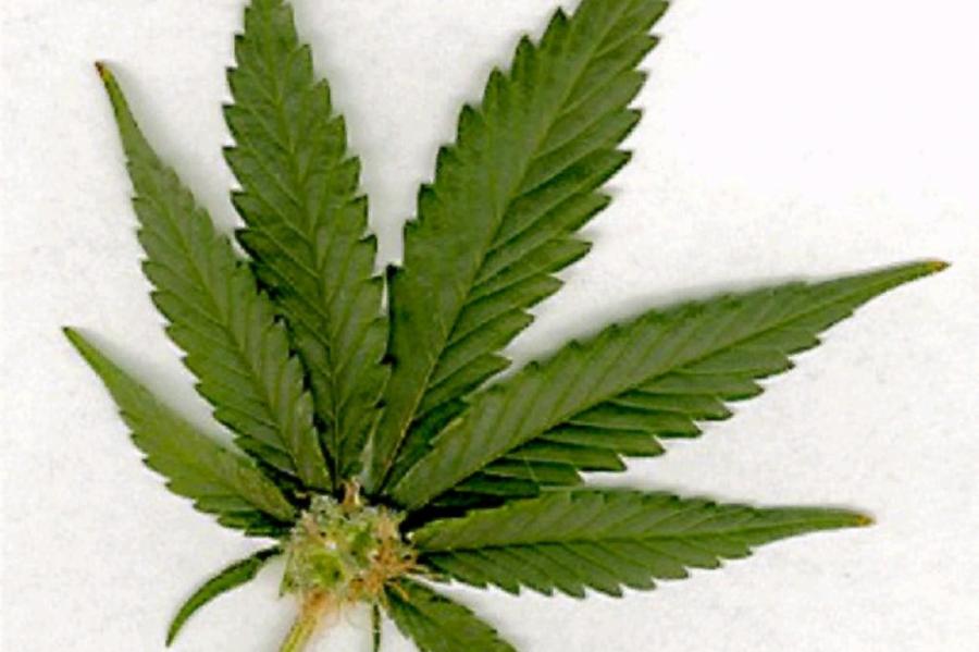 «Getliņi EKO» apsver iespēju audzēt ārstniecisko marihuānu