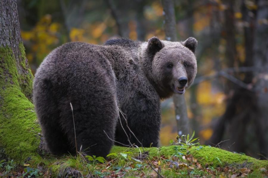 Slovēnijā lācis uzbrucis 80 gadus vecai sievietei
