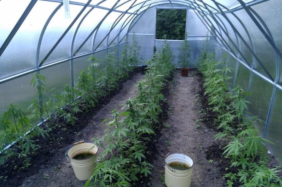 Dobeles policisti likvidē divas marihuānas audzētavas