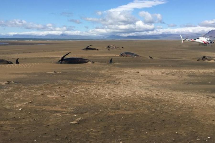 Tūristi no helikoptera Islandes pludmalē pamana 50 mirušas grindas