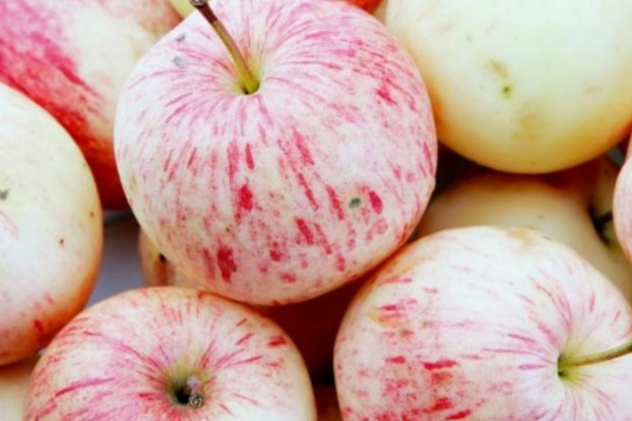 Tallinā aizsākta jauna dalīšanās iniciatīva — «ābolu pieturas»