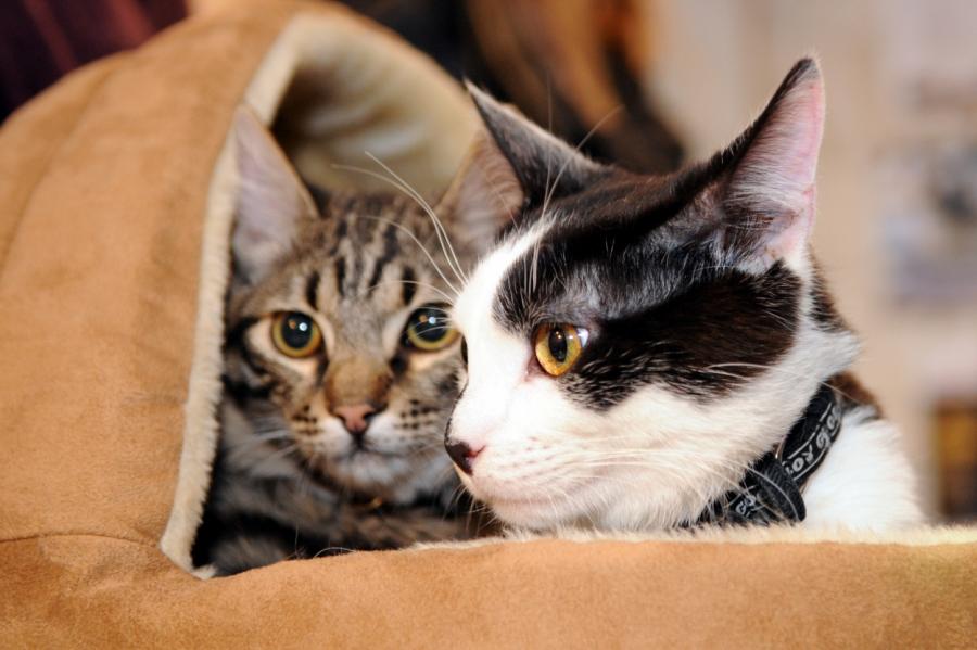 Burova alerģija pret kaķiem: iezīmējas Mura un Kuzjas liktenis