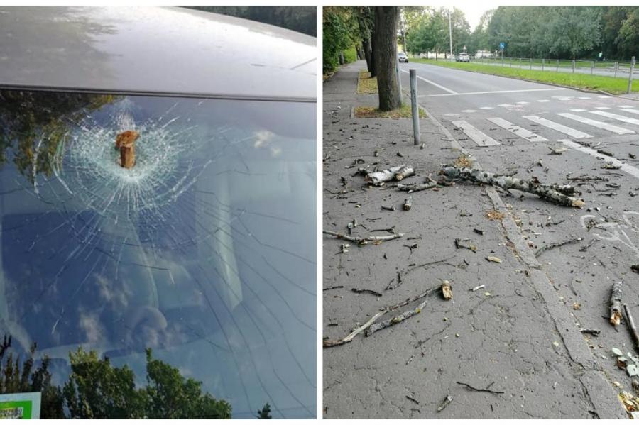 Lūstošs koks Imantā iznīcinājis automašīnas vējstiklu (+FOTO)