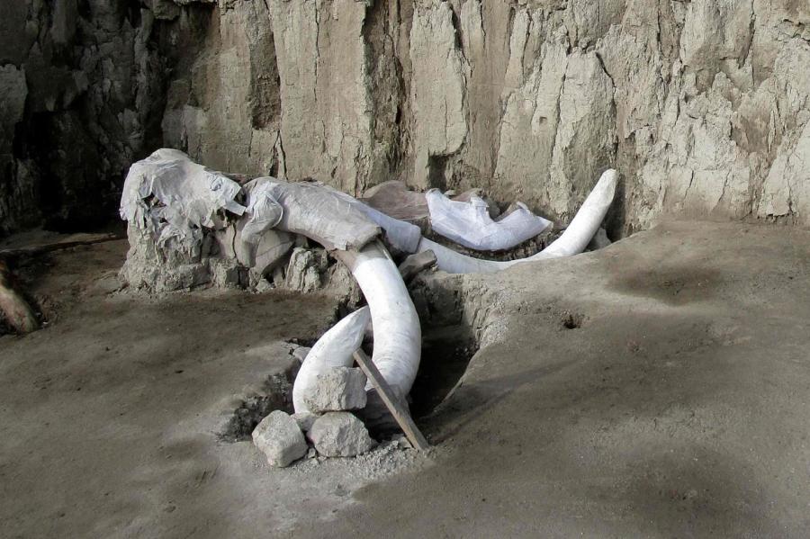 Meksikā atrasts lērums mamutu skeletu un pirmās mamutu lamatas (+VIDEO)
