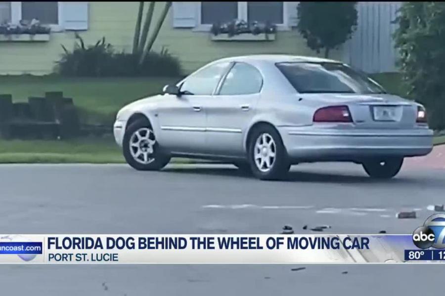 VIDEO. Suns atpakaļgaitā iedarbina automašīnu; policija palīdz to apturēt