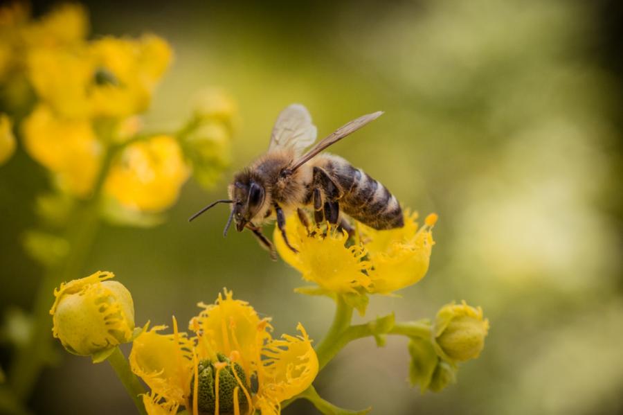 Jāglābj bites! EP prasīs samazināt pesticīdu daudzumu