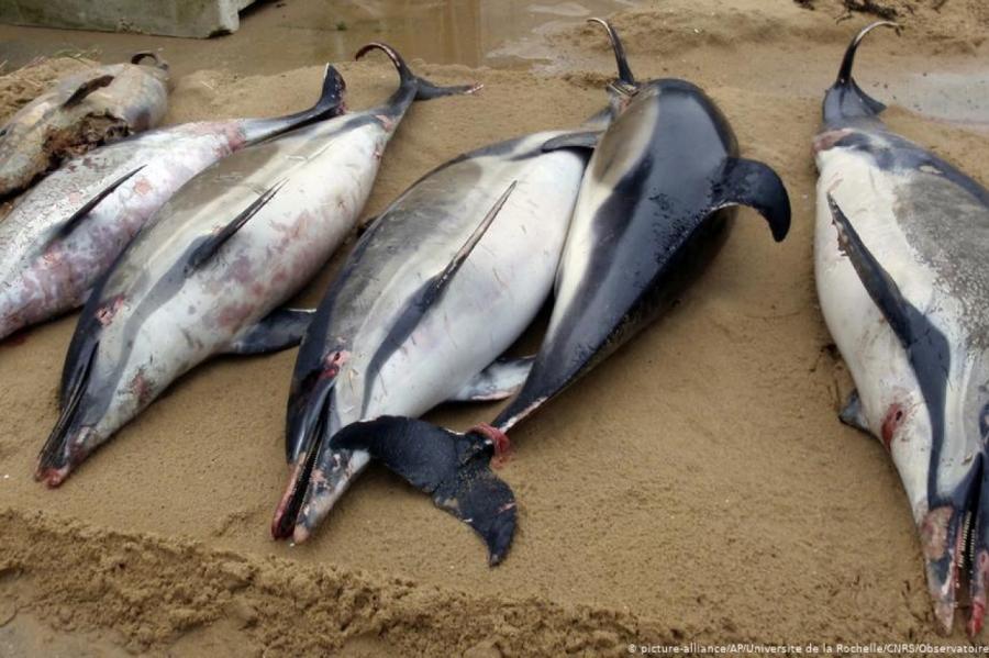 Francijas piekrastē izskaloti simtiem mirušu delfīnu. Kas notiek?