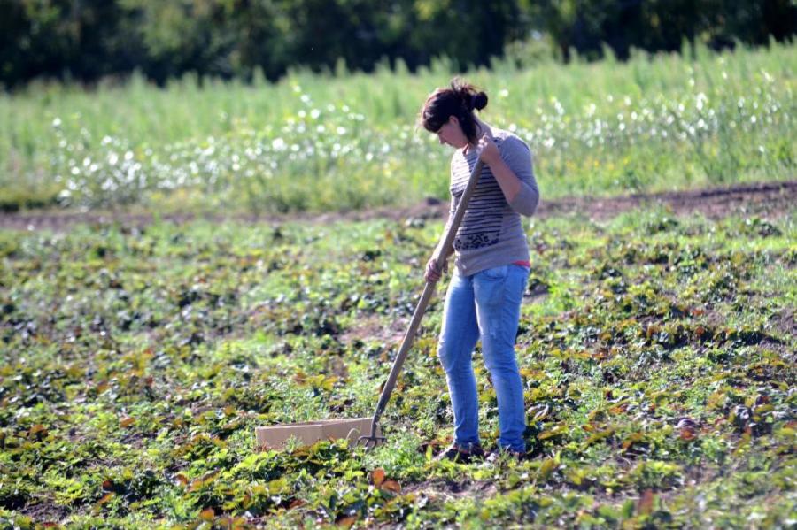 Daudzas zemnieku saimniecības Latvijā labprāt nodarbinātu bez darba palikušos